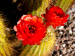 Trichocereus Flowers