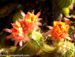 Red Torch Cactus