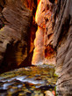 Wall Street Zion Narrows   - Zion National Park