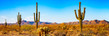 Four Saguaro Cactus Panoramic - one Piece