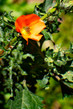 Desert Mallow flower photographs