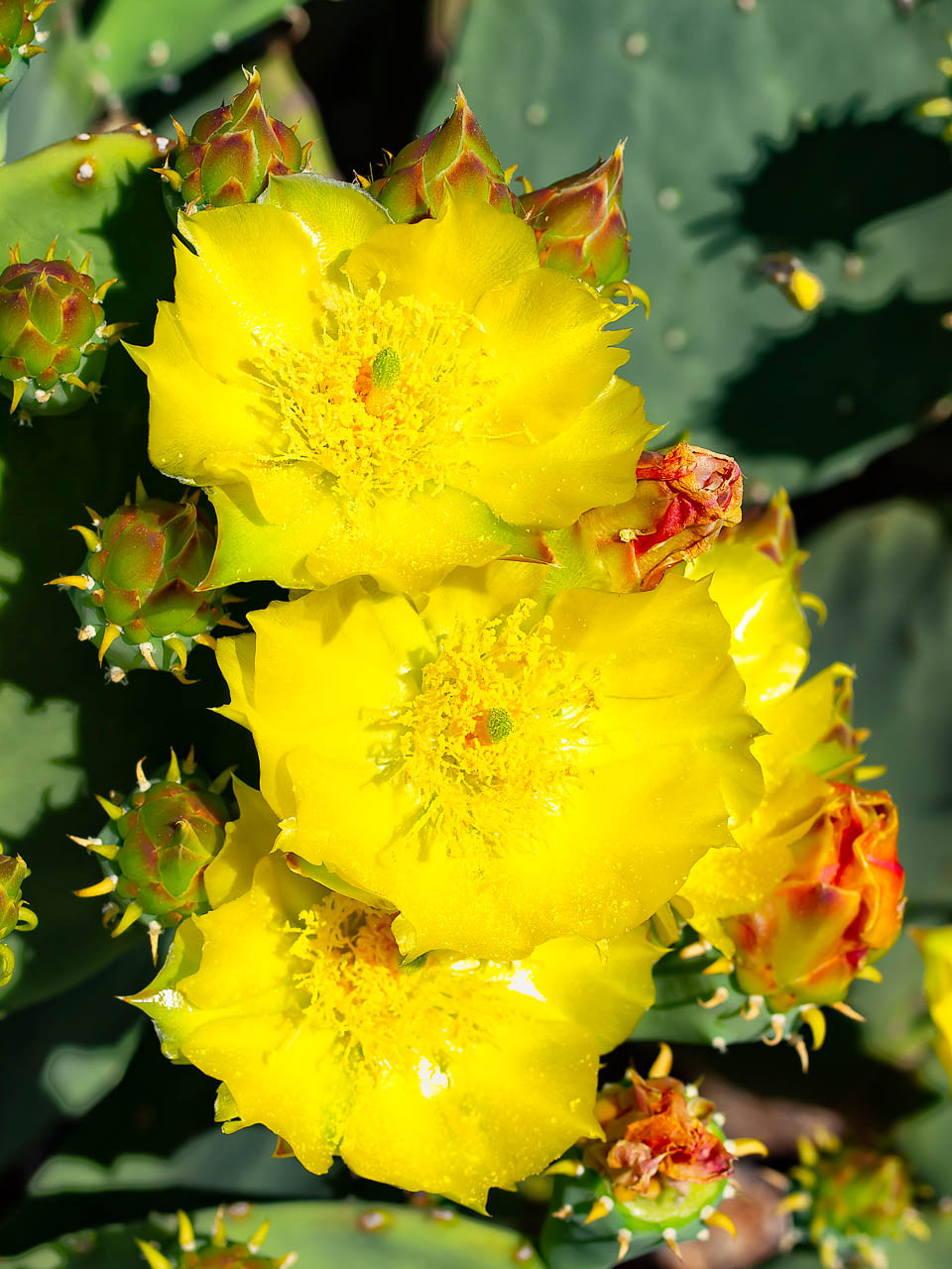 prickly pear cactus flower