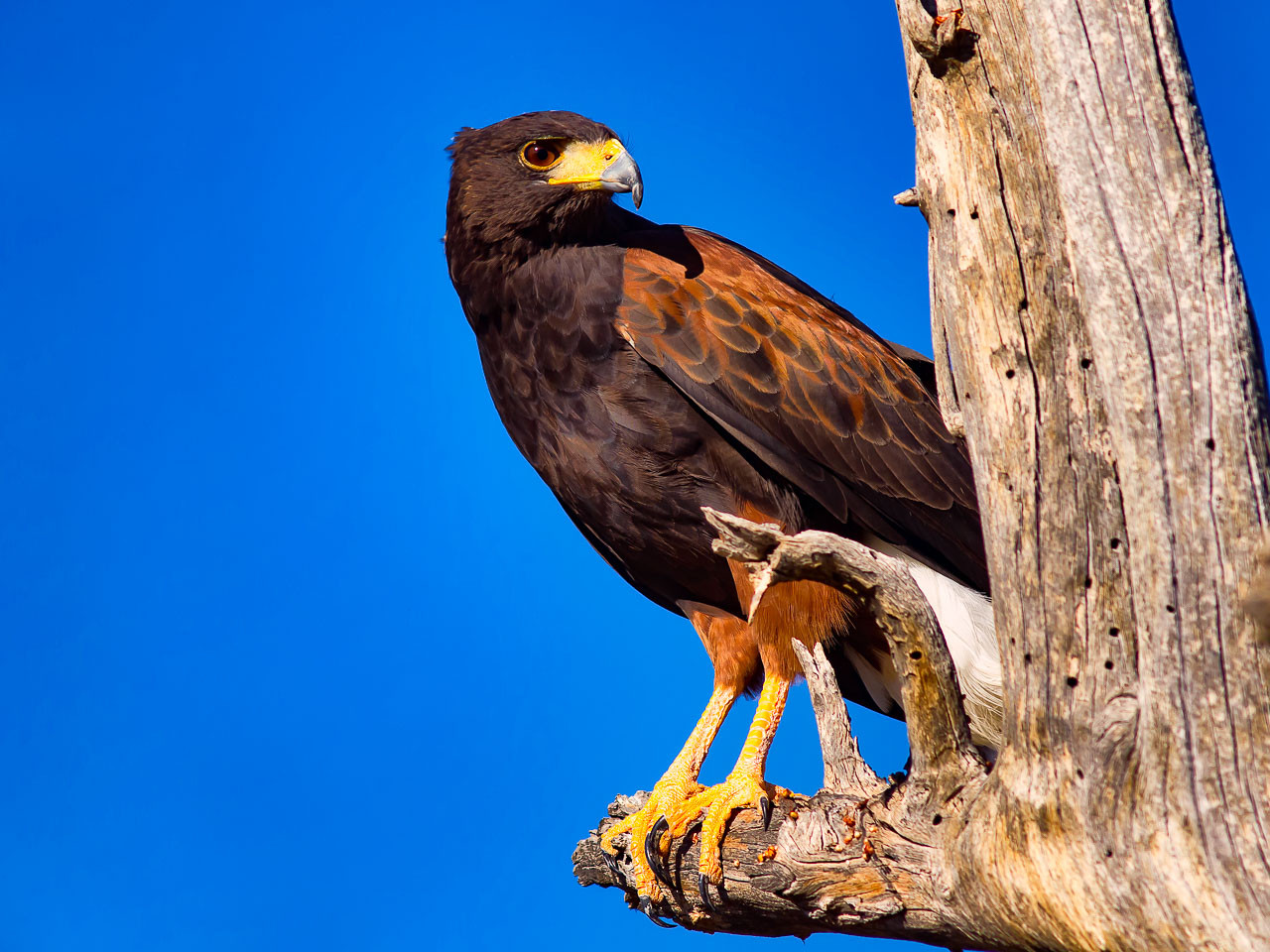 harris hawk stack