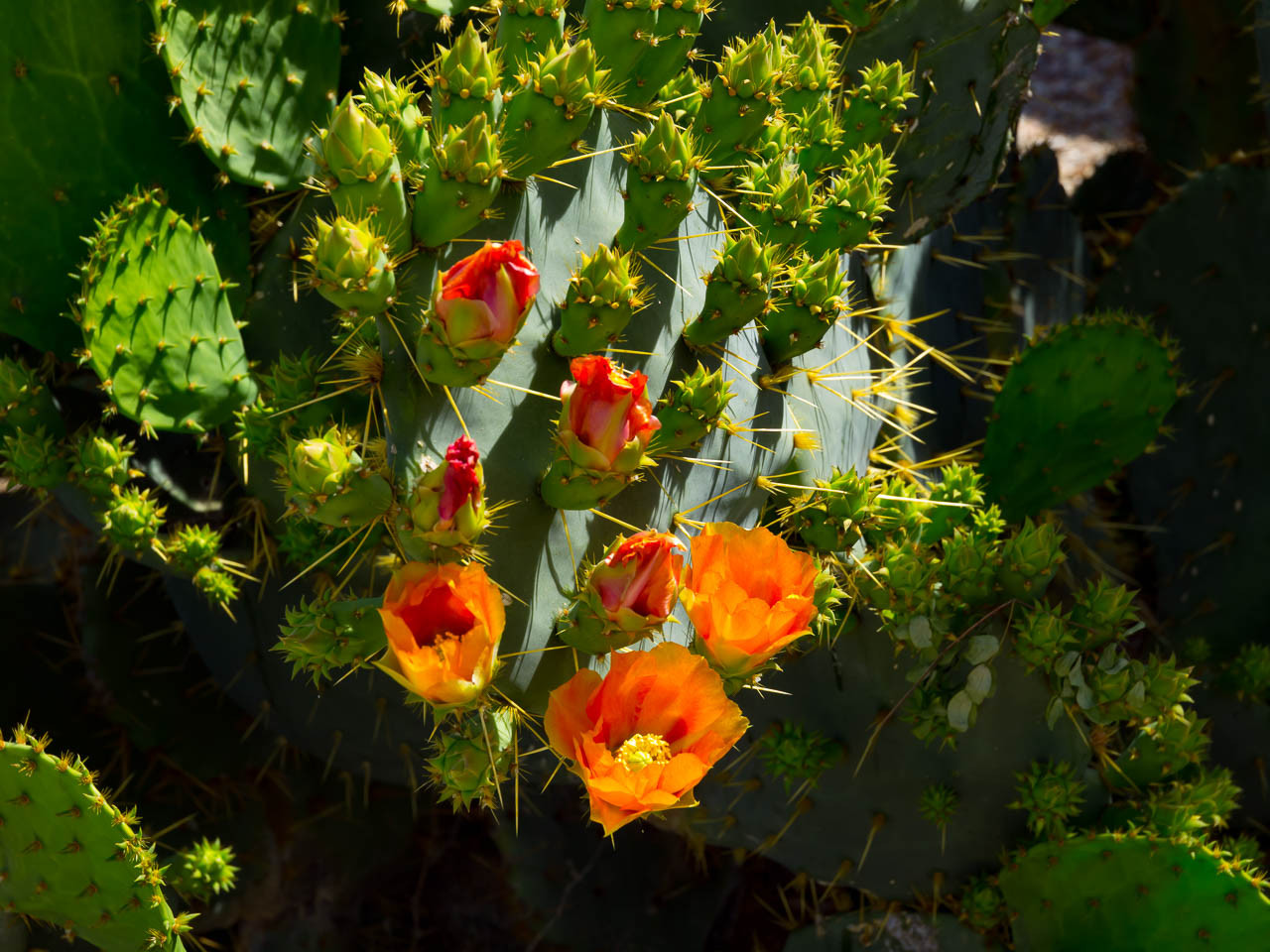 orange cactus flower