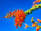 Ocotillos and Hummingbirds - The Perfect Match