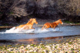 Salt River Arizona Wild Horses