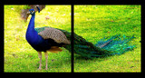 Special Order - Peacocks