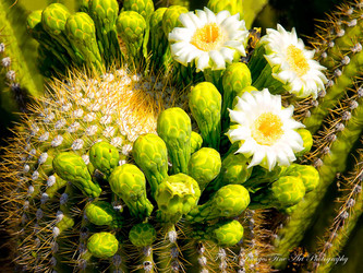  Saguaro Cactus Bloom