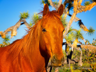 Joshua Tree Forest Arizona Horse Encounter