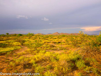 Monsoon Storms Bring Desert Blooms