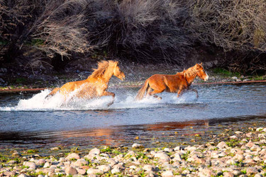 Salt River Arizona Wild Horses