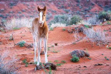 Wild Horses - Monument Valley