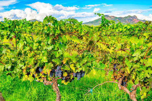 Tempranillo Grapes on the Vine - Elgin - Arizona