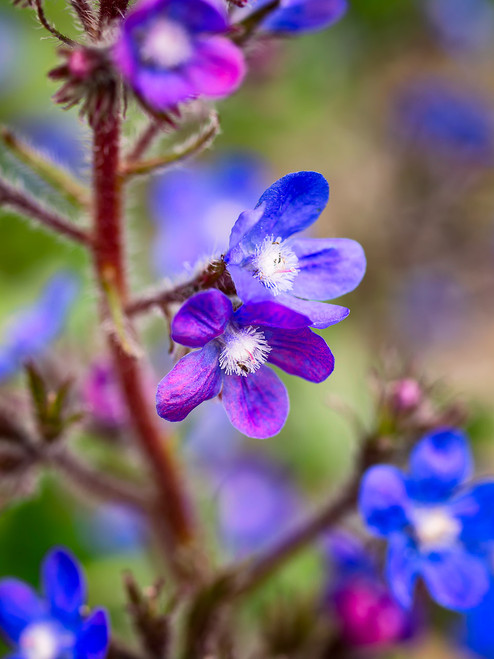 Blue Bugloss