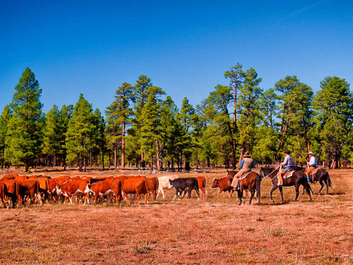 Keep Those Dogies Moving - Arizona