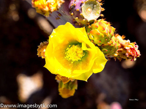 Santa Rita Prickly Pear 1