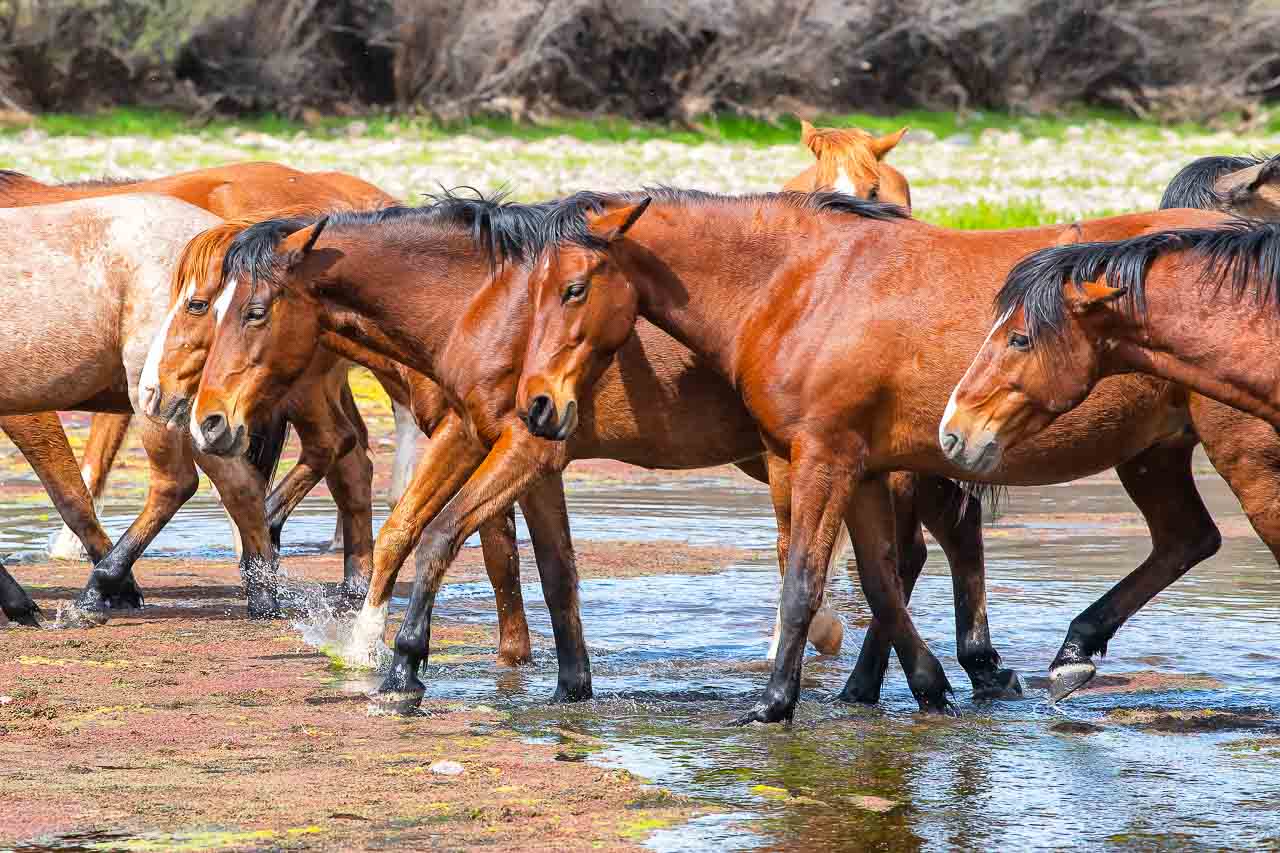 Horse Photos