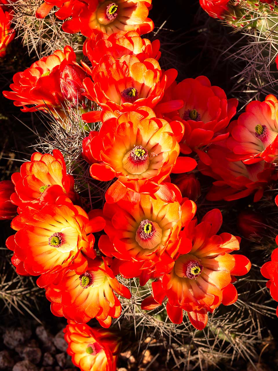 orange cactus flower