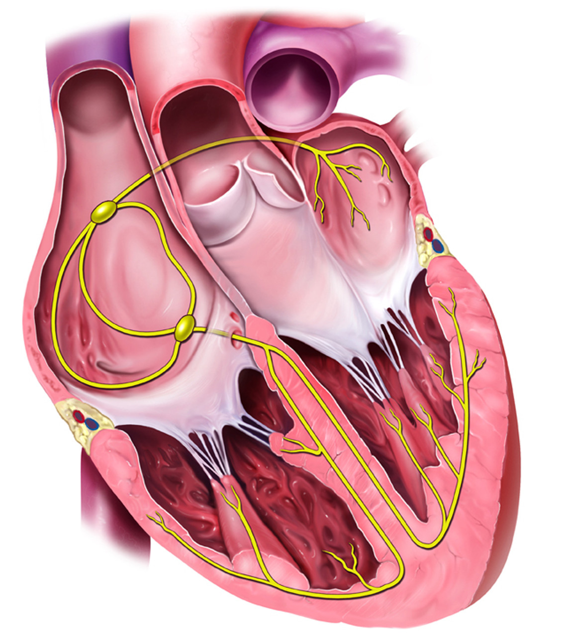 conduction system of the heart diagram