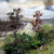 WWScenics Leaves