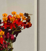 Winter is Coming! Where will the bees go?