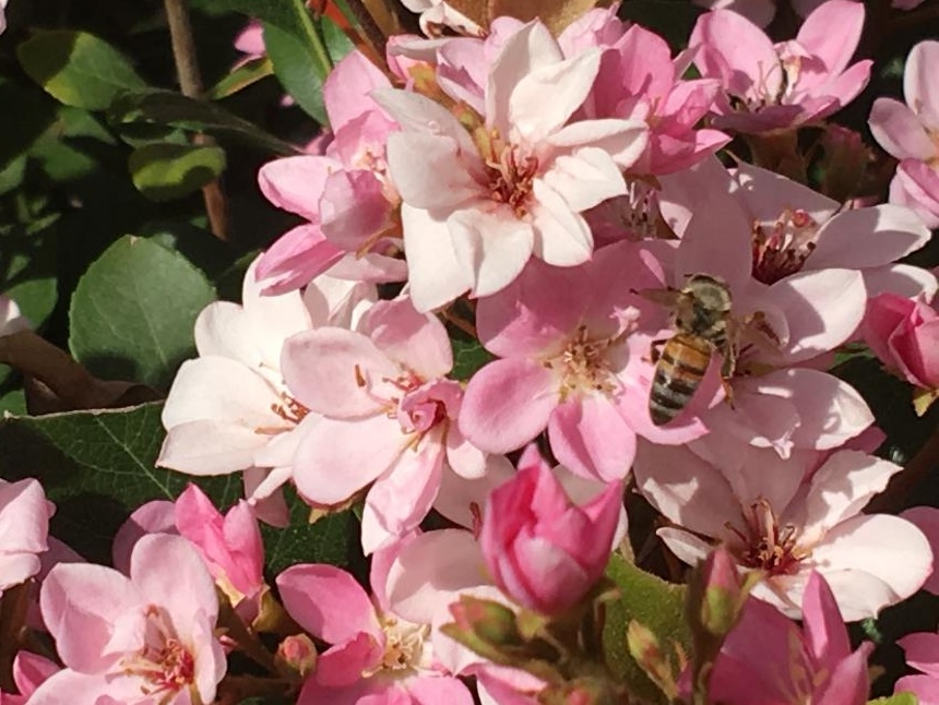 Today is National Honey Bee Day! Toadily Handmade Beeswax Candles, LLC
