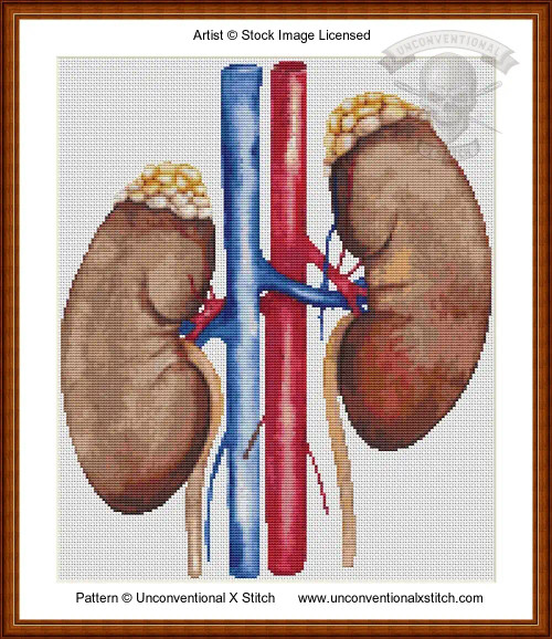 Anatomical Kidneys cross stitch pattern