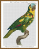  cross stitch pattern of a turquoise fronted amazon parrot standing on a branch