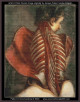  cross stitch pattern of an anatomical illustration of a human back with exposed muscles and skeletal structures