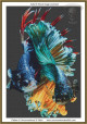 cross stitch pattern of two male fighter fish with flowing colourful fins