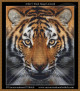 Eye of the Tiger cross stitch pattern