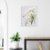 White Orchid Grace