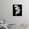 White Orchid Silhouettes