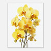 Luminous Yellow Orchid Radiance