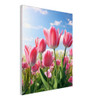 Blossoming Pink Tulip Field