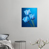 Azure Blue Tulip