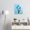 Sky-Blue Tulip Trio