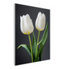 Pure White Tulips