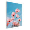 Pink Poppy Blush of Dawn