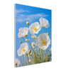 Serene White Poppies Elegance
