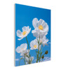 Azure Reverie White Poppies