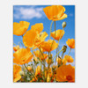 Azure Sky Yellow Poppies