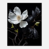 Midnight Contrast Black Magnolia