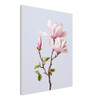 Gentle Bloom Pink Magnolia