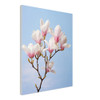 Blush Pink Magnolia