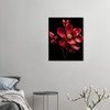 Radiant Ruby Red Magnolia