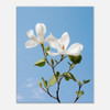 Peaceful White Magnolias
