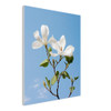 Peaceful White Magnolias