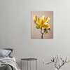 Golden Amber Yellow Magnolia