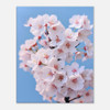 Cherished Bloom White Cherry Blossoms